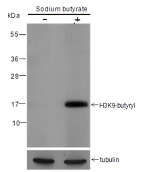 Butyryl-Histone H3 (Lys9) Rabbit Polyclonal Antibody