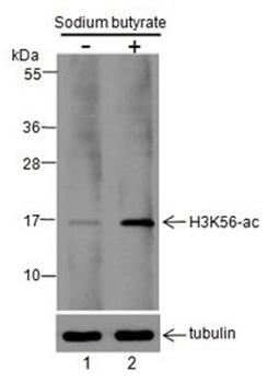 Acetyl-Histone H3 (Lys56) Rabbit Polyclonal Antibody