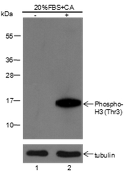 Propionyl-Histone H4 (Lys12) Rabbit Polyclonal Antibody