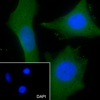 P2RX4 Recombinant Mouse Monoclonal Antibody