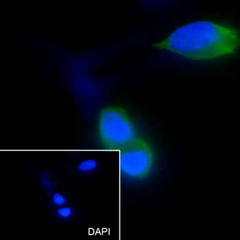 EIF3M Recombinant Mouse Monoclonal Antibody
