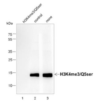Histone H3 (tri methyl K4, serotonyl Q5) Rabbit Polyclonal Antibody