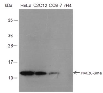 Tri-Methyl-Histone H4 (Lys20) Rabbit Polyclonal Antibody