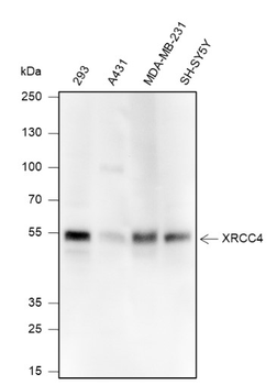 XRCC4 Recombinant Mouse Monoclonal Antibody