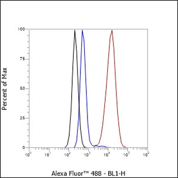 QSOX1 Recombinant Rabbit Monoclonal Antibody