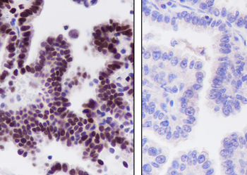 JUNB Recombinant Rabbit Monoclonal Antibody