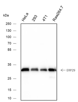 ERP29 Recombinant Mouse Monoclonal Antibody
