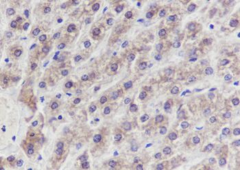 ERP29 Recombinant Mouse Monoclonal Antibody