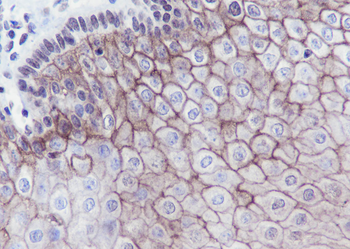 TROP2 Recombinant Rabbit Monoclonal Antibody