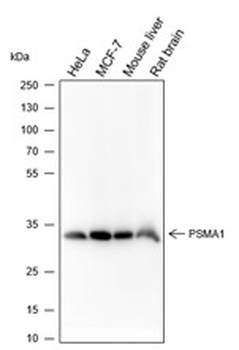 PSMA1 Recombinant Rabbit Monoclonal Antibody