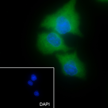 Calpastatin Recombinant Rabbit Monoclonal Antibody