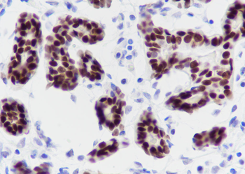 SOX10 Recombinant Rabbit Monoclonal Antibody