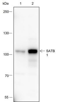 SATB1 Recombinant Rabbit Monoclonal Antibody