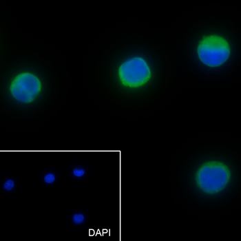 CD25 Recombinant Rabbit Monoclonal Antibody