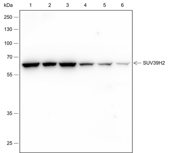 SUV39H2 Recombinant Rabbit Monoclonal Antibody