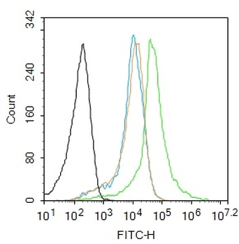 BEND5 Rabbit Polyclonal Antibody
