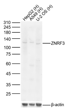 ZNRF3 Rabbit Polyclonal Antibody