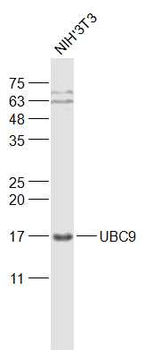 UBE2I Rabbit Polyclonal Antibody