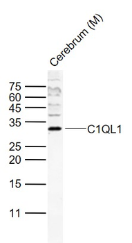 C1QL1 Rabbit Polyclonal Antibody