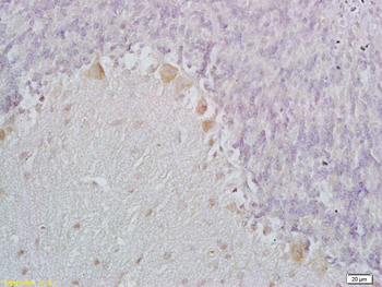 C1QL1 Rabbit Polyclonal Antibody