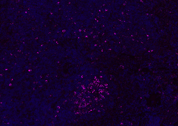 CD8B Rabbit Polyclonal Antibody