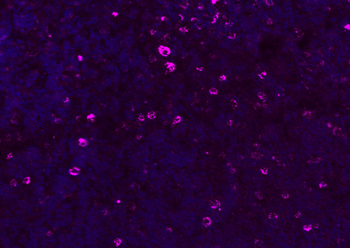 CD8B Rabbit Polyclonal Antibody