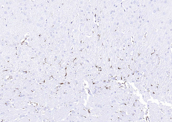 F(ab')₂ Fragment Goat Anti-Rabbit IgG H&L, HRP conjugated