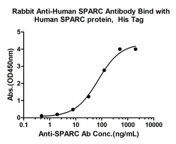 SPARC Rabbit Polyclonal Antibody