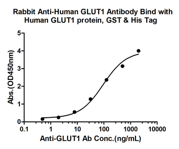 GLUT1 Rabbit Polyclonal Antibody