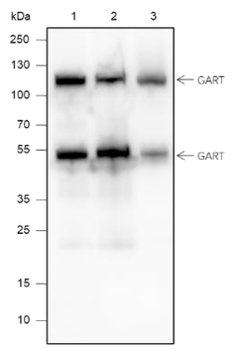 GART Mouse Monoclonal Antibody