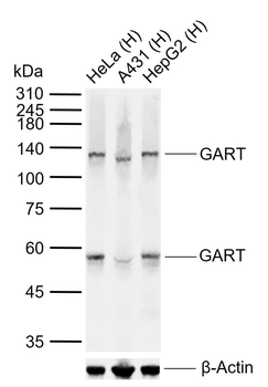 GART Mouse Monoclonal Antibody