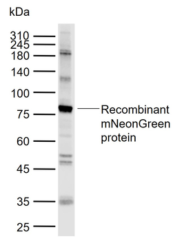 mNeonGreen Rabbit Polyclonal Antibody