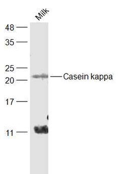 Casein kappa Rabbit Polyclonal Antibody