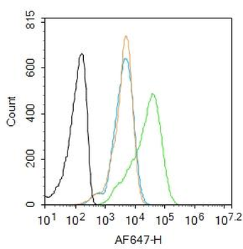 14-3-3 Alpha + Beta + Gamma + Delta + Epsilon Rabbit Polyclonal Antibody