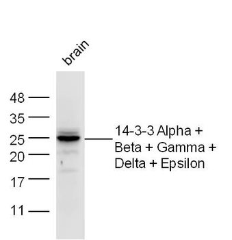14-3-3 Alpha + Beta + Gamma + Delta + Epsilon Rabbit Polyclonal Antibody