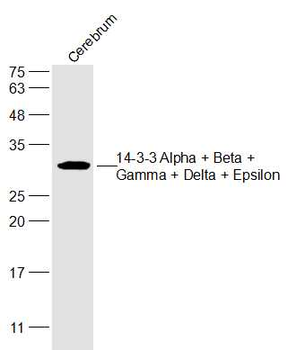 14-3-3 Alpha + Beta + Gamma + Delta + Epsilon Rabbit Polyclonal Antibody