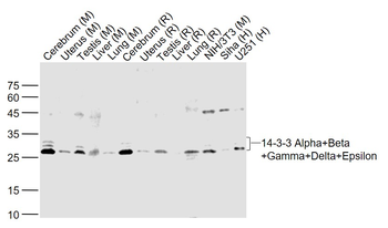 14-3-3 Alpha + Beta + Gamma + Delta + Epsilon Rabbit Polyclonal Antibody