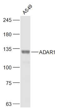ADAR1 Rabbit Polyclonal Antibody