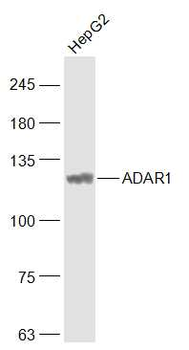 ADAR1 Rabbit Polyclonal Antibody