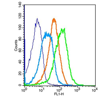 Apelin Receptor Rabbit Polyclonal Antibody