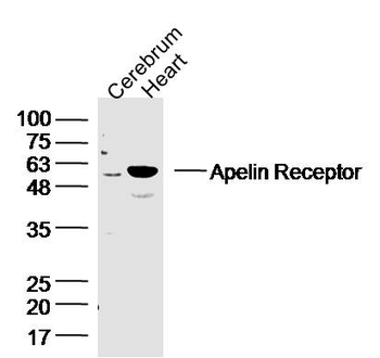 Apelin Receptor Rabbit Polyclonal Antibody