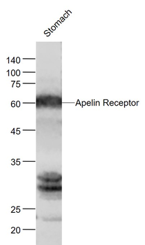 Apelin Receptor Rabbit Polyclonal Antibody