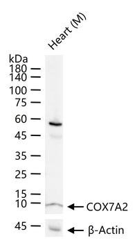 COX7A2 Rabbit Polyclonal Antibody