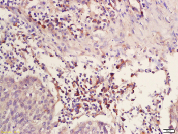 ATP5A Rabbit Polyclonal Antibody