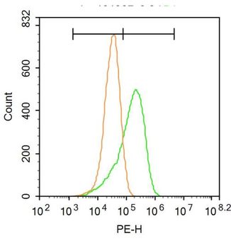 Kir6.2 Rabbit Polyclonal Antibody