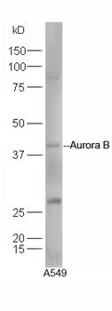 Aurora B Rabbit Polyclonal Antibody