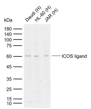 ICOS ligand Rabbit Polyclonal Antibody