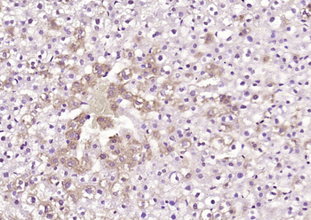 Camk1g Rabbit Polyclonal Antibody