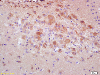 Caspase 3 precursor Rabbit Polyclonal Antibody