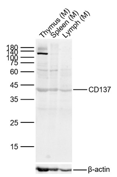 CD137 Rabbit Polyclonal Antibody